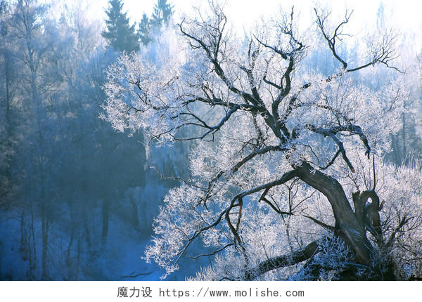 冬季森林场景渲染图二十四节气立冬小雪大雪冬至小寒大寒